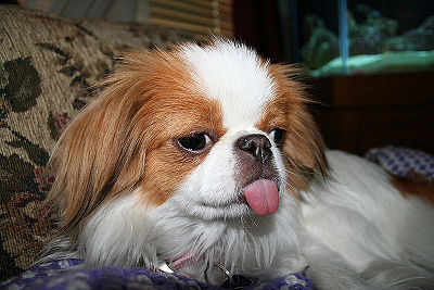 Japanese Chin Dog.jpg