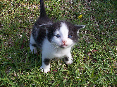 Cutest Kitten