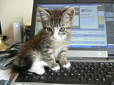 Kitten Computer