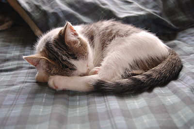 Kitten Curled Up