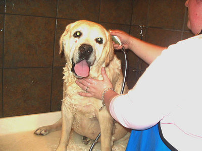 Large Dog Bath