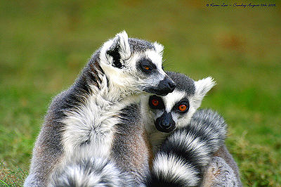 Lemurs lemur