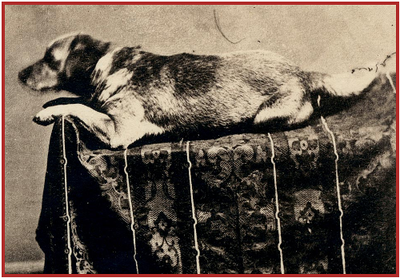 Abraham Lincoln's Dog Fido