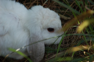 Lop Rabbit