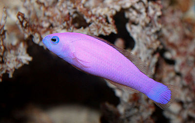 Magenta Dottyback