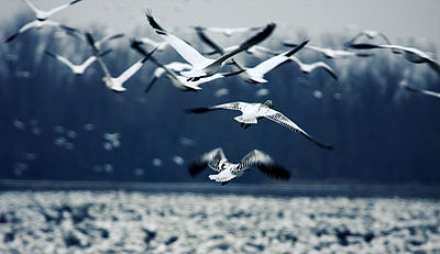 Migrating Snow Geese