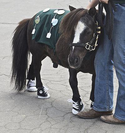 Miniature Horse