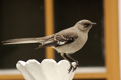 Mockingbird