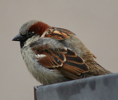 Molting Bird