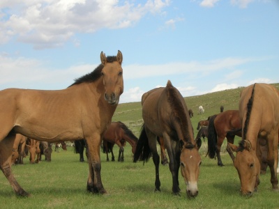 Mongolian Wild horses