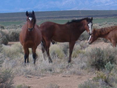 Mustangs