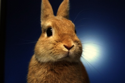 Netherland Dwarf Rabbit