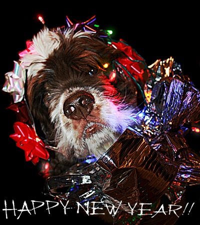 New Years Dog