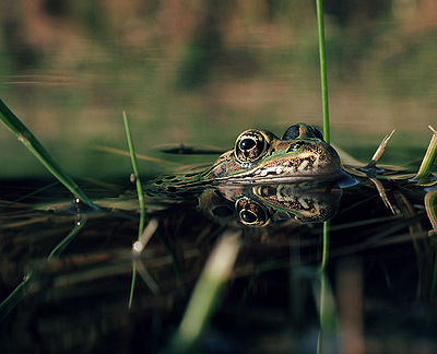 Northern Leopard Frog