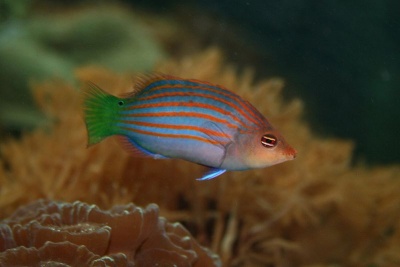 Pajama Wrasse