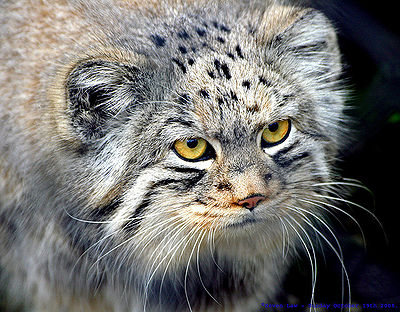 Pallas Cat