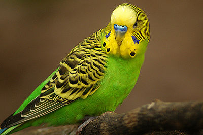 Parakeet