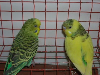 Parakeets in a Cage