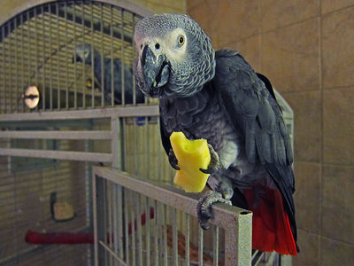 Parrot Eating an Apple