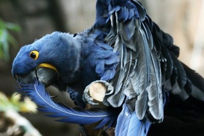 Parrot Preening