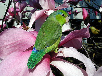 Parrotlet