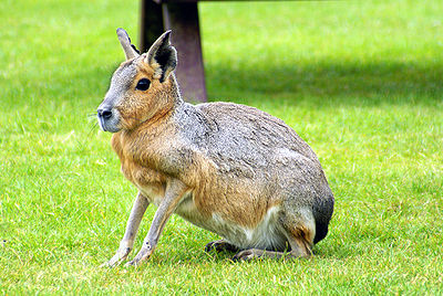 Patagonian Mara Cavy