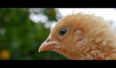 Pekin Bantams