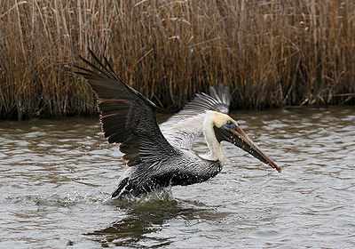 Pelican Oil