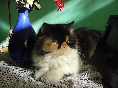 Persian Cat