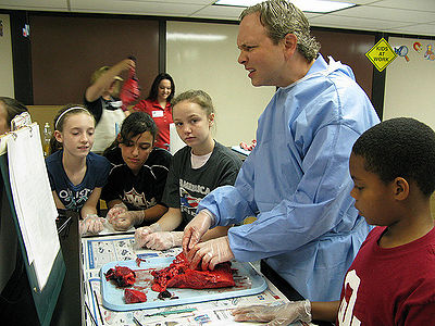 Pig Dissection