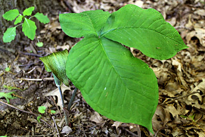 Poison Ivy