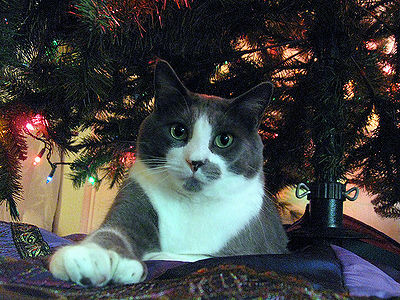 Polydactyl Hemingway Cats