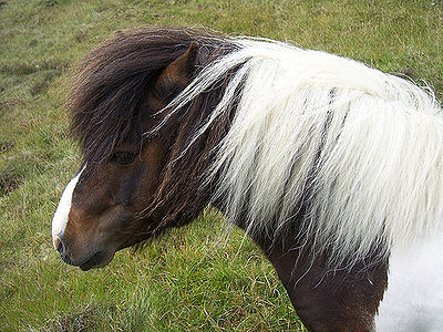 Pony