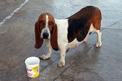 Pregnant store basset hound