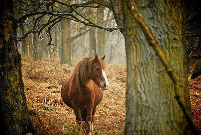 Pregnant Mare