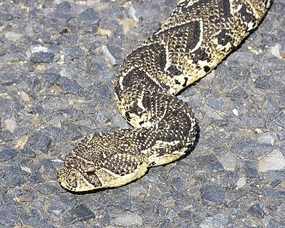 Puff Adder