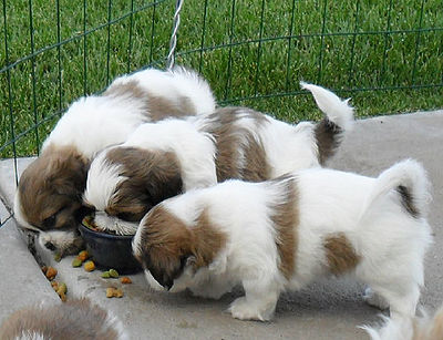 Puppies Eating