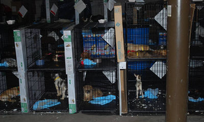 Puppy Mill