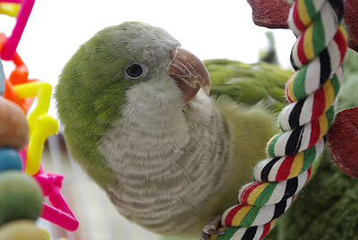 Quaker Parrot