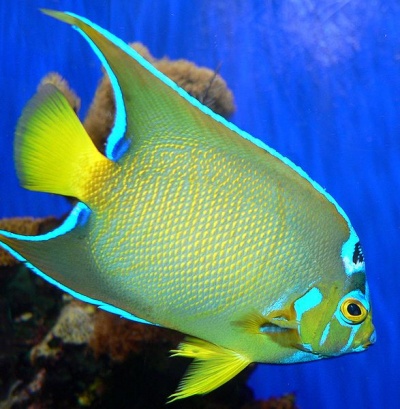 queen angelfish