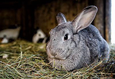 Rabbit Hay