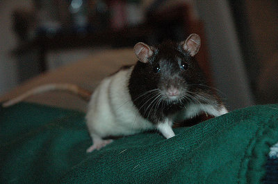 Rat