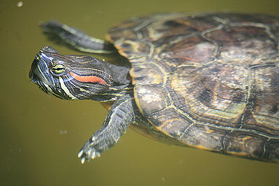 Red-eared Slider Turtle