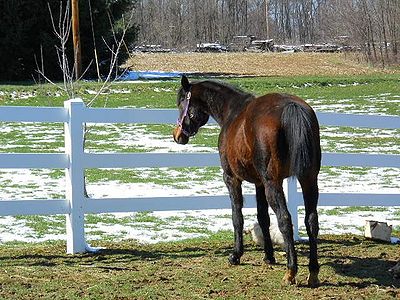 Rescue Horse.jpg