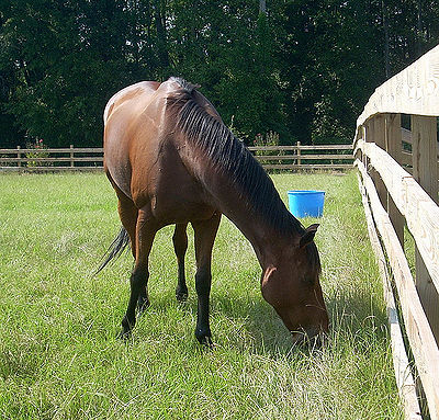 Retired Race Horse