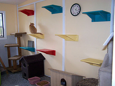 Room At Purrs And Paws For FIV and FeLV Cats