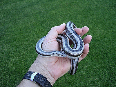 Rosy Boa