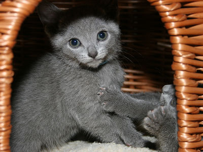 Russian Blue Kittens