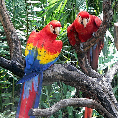 Scarlet Macaw