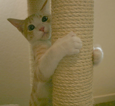 Scratching Post